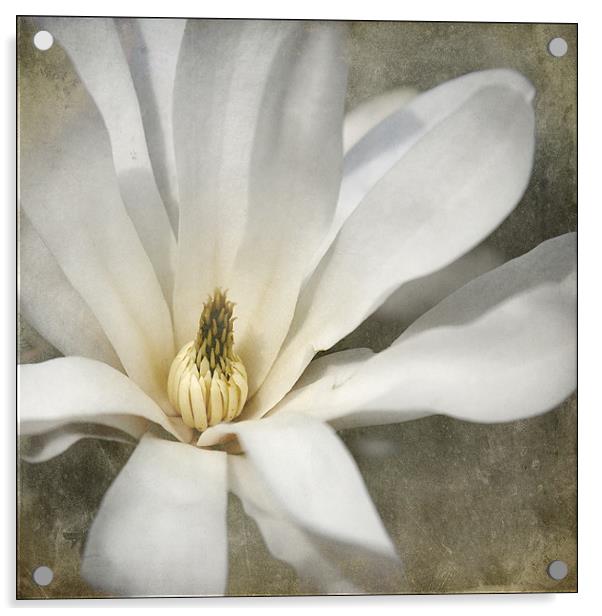 Magnolia Flower Acrylic by Dave Turner