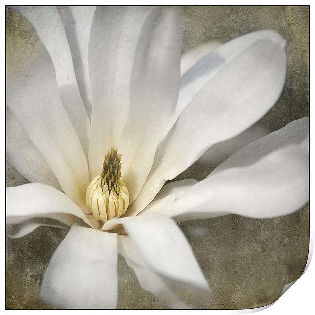 Magnolia Flower Print by Dave Turner