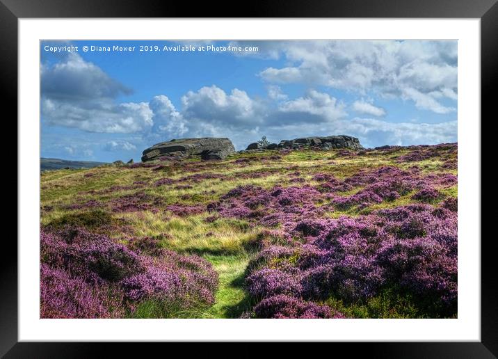 Ilkley Moor in bloom Framed Mounted Print by Diana Mower