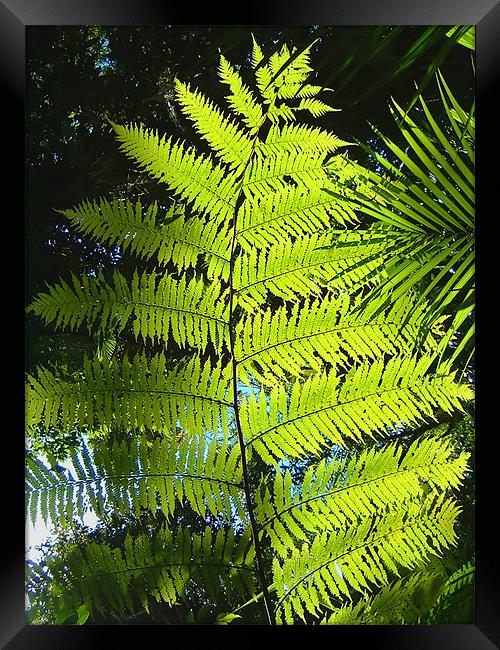 Rainforest Fern Framed Print by Serena Bowles
