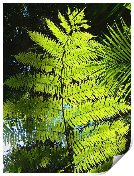 Rainforest Fern Print by Serena Bowles