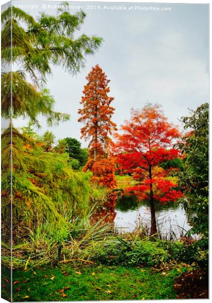  Reds and Greens of Autumn Canvas Print by Robert Murray