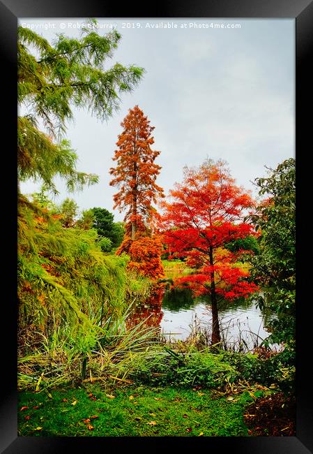  Reds and Greens of Autumn Framed Print by Robert Murray