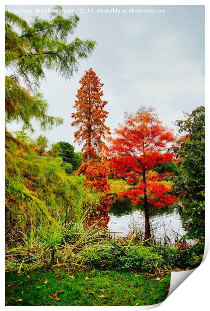  Reds and Greens of Autumn Print by Robert Murray