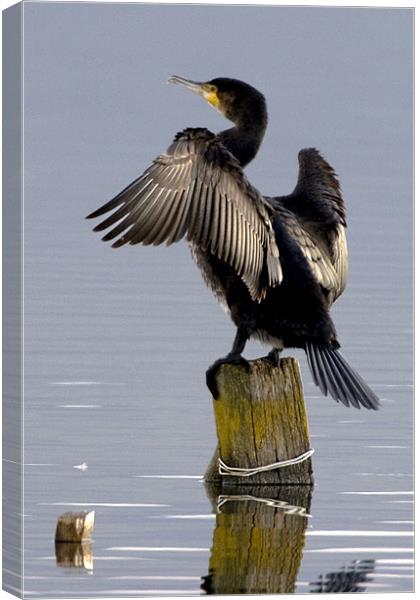 Cormorant Drying His Wing Feathers Canvas Print by Brian Beckett