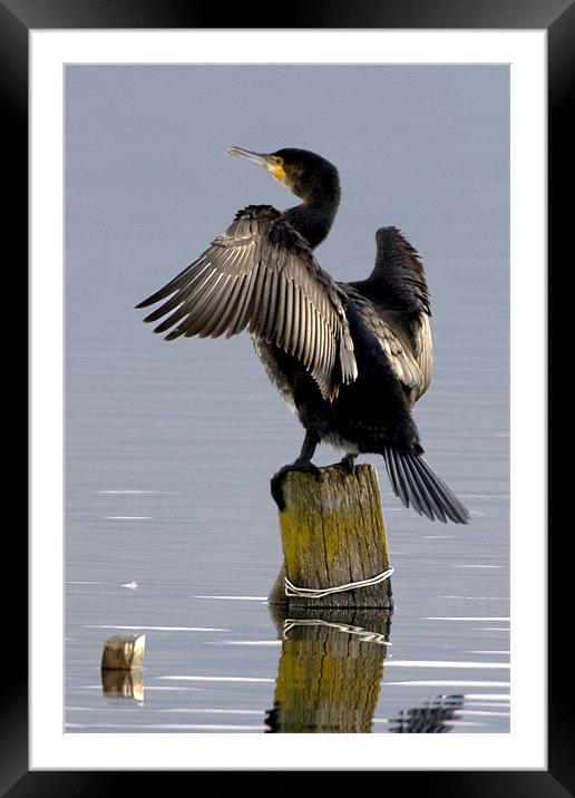Cormorant Drying His Wing Feathers Framed Mounted Print by Brian Beckett