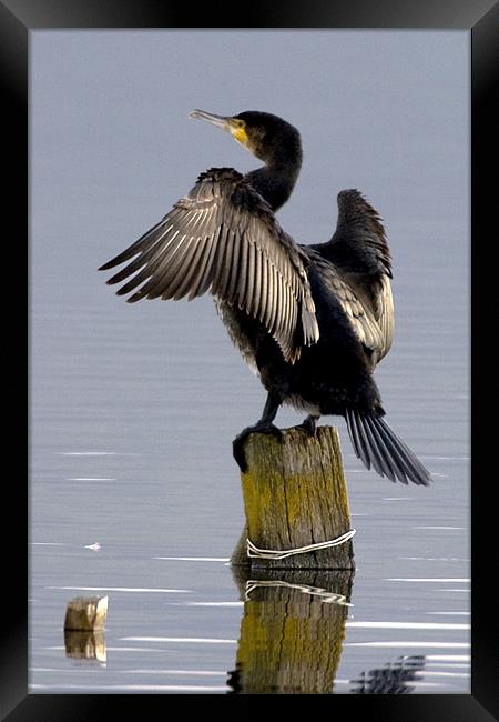 Cormorant Drying His Wing Feathers Framed Print by Brian Beckett