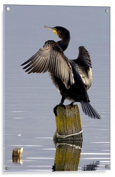 Cormorant Drying His Wing Feathers Acrylic by Brian Beckett