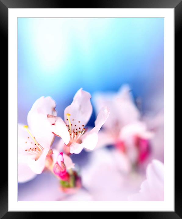 Spring Blossom Framed Mounted Print by piera catalano