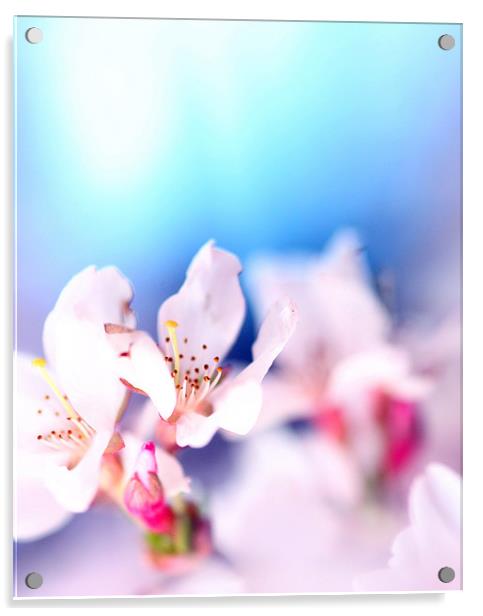 Spring Blossom Acrylic by piera catalano