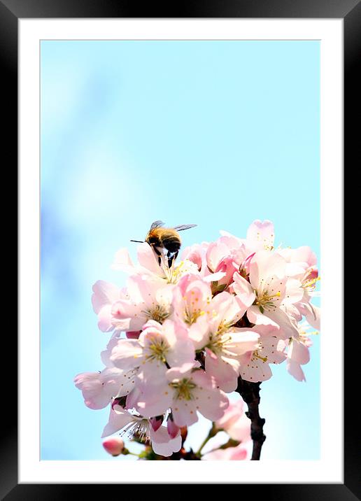 First spring bee Framed Mounted Print by piera catalano
