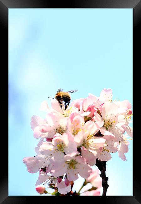 First spring bee Framed Print by piera catalano