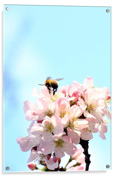 First spring bee Acrylic by piera catalano