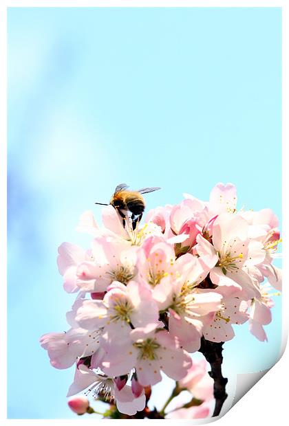 First spring bee Print by piera catalano