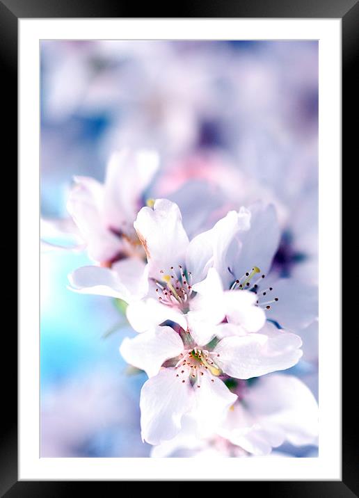 Spring Blossom II Framed Mounted Print by piera catalano