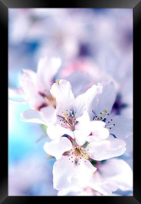 Spring Blossom II Framed Print by piera catalano