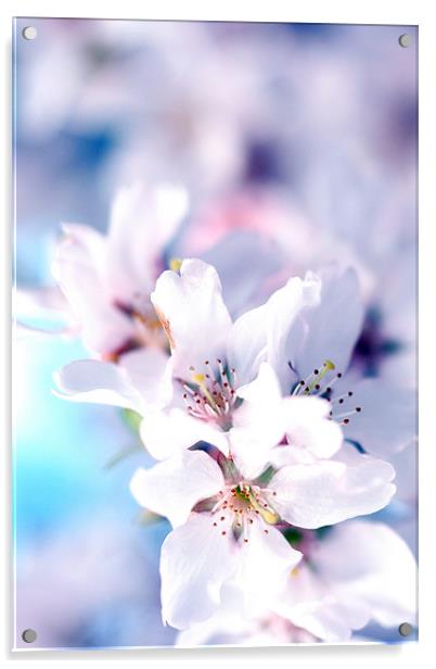 Spring Blossom II Acrylic by piera catalano