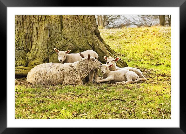 Spring Lambs Framed Mounted Print by Jim kernan