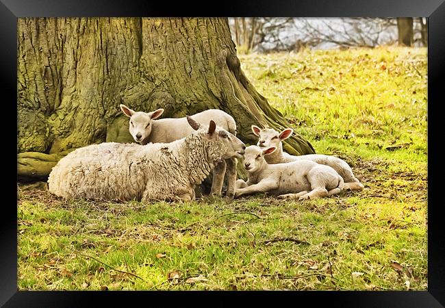 Spring Lambs Framed Print by Jim kernan