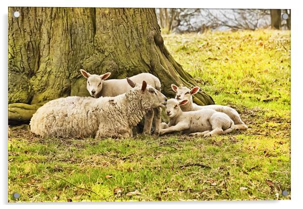 Spring Lambs Acrylic by Jim kernan