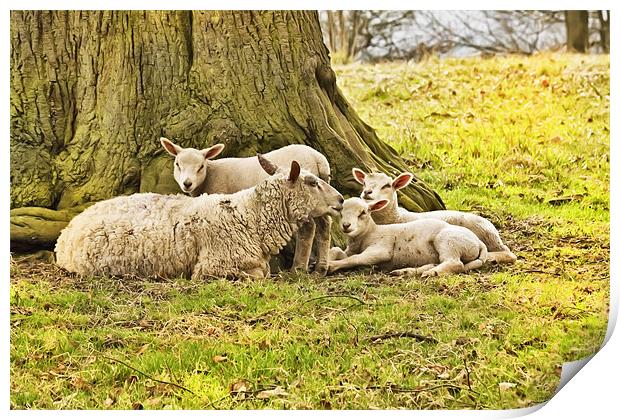 Spring Lambs Print by Jim kernan