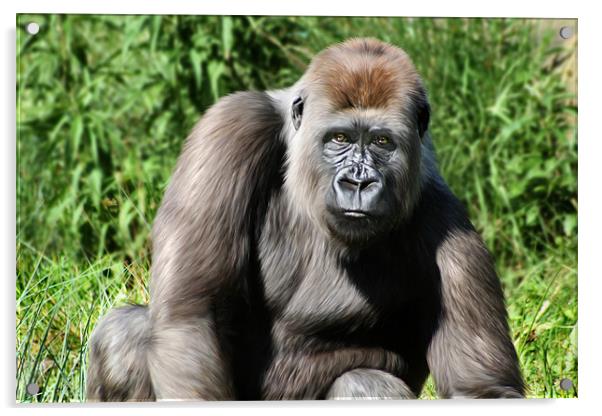 Western Lowland Gorilla Acrylic by Julie Hoddinott