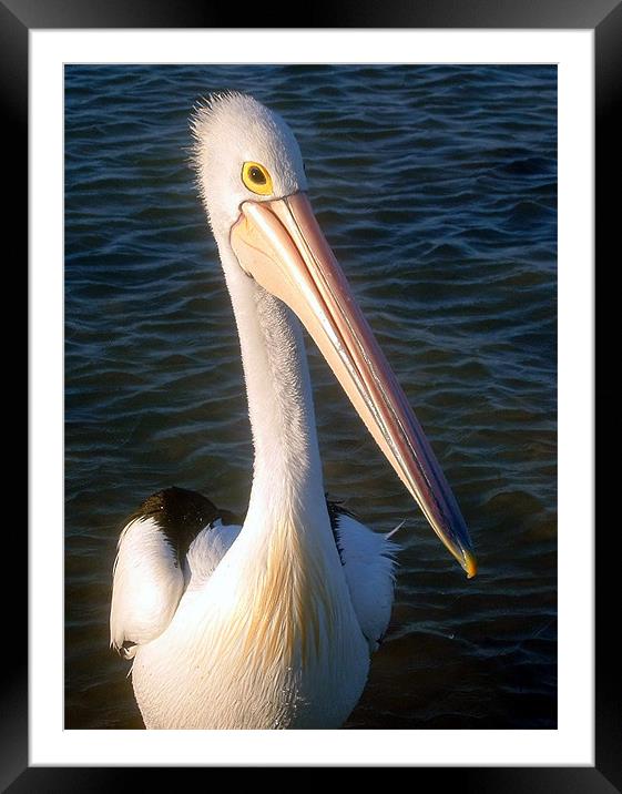 Shy Pelican Framed Mounted Print by Serena Bowles