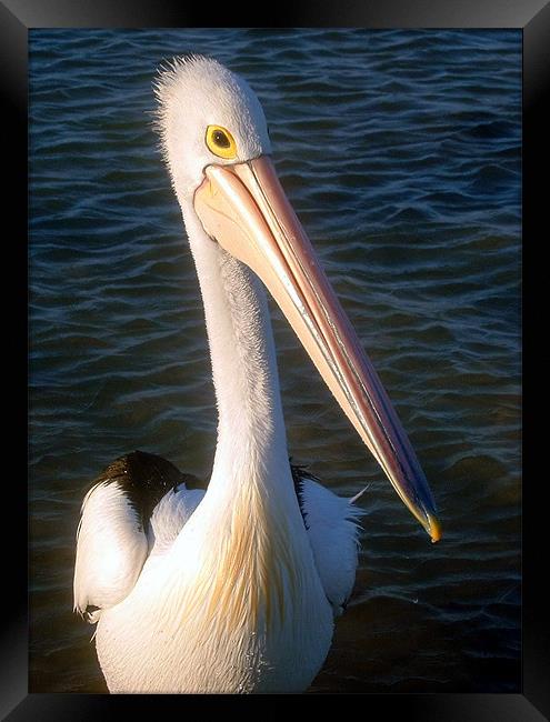 Shy Pelican Framed Print by Serena Bowles