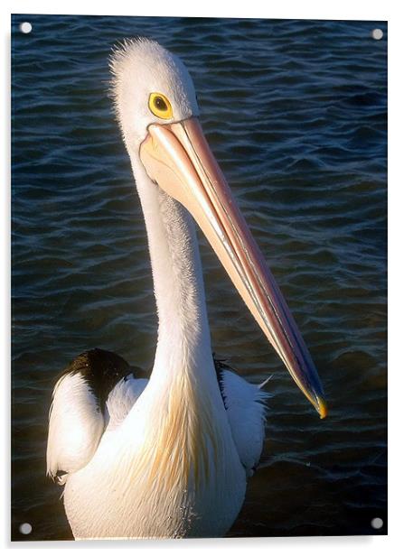 Shy Pelican Acrylic by Serena Bowles