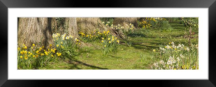 Daffodil Panoramic Framed Mounted Print by Paul Macro