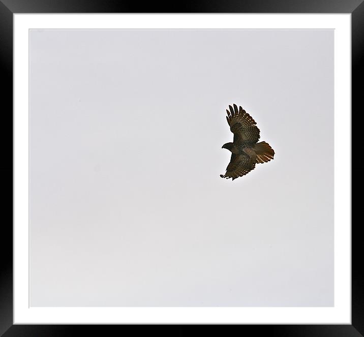 Red tailed Hawk Framed Mounted Print by Irina Walker