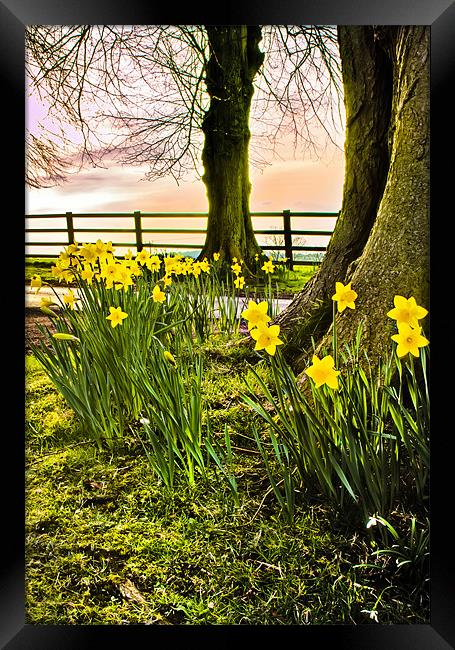 Daffodils Framed Print by Jim kernan