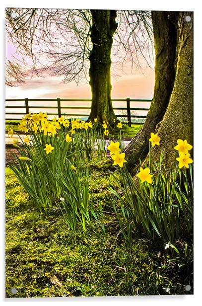 Daffodils Acrylic by Jim kernan