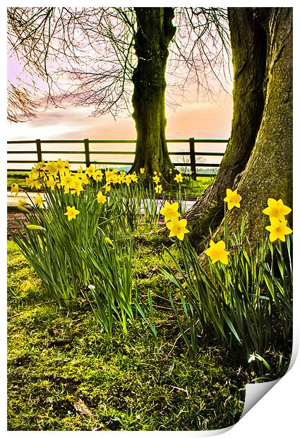 Daffodils Print by Jim kernan