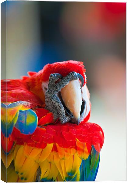 Scarlet Macaw oh no Canvas Print by Craig Lapsley