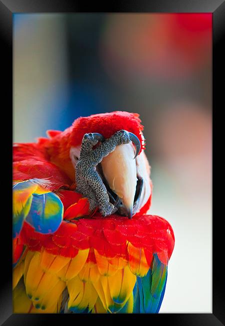 Scarlet Macaw oh no Framed Print by Craig Lapsley
