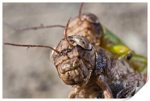 crickets mating Print by Craig Lapsley