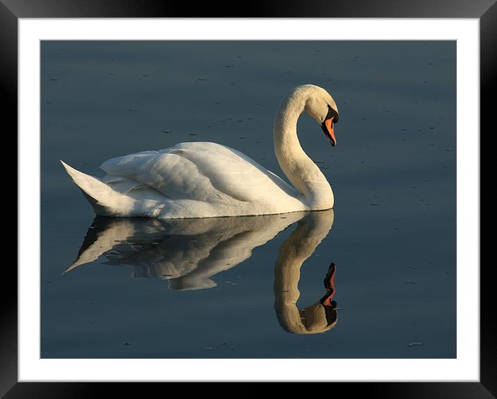 Swan Framed Mounted Print by Gavin Liddle