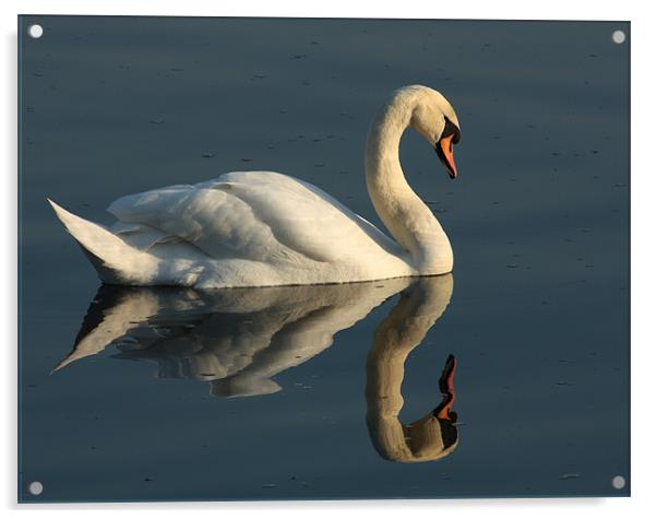 Swan Acrylic by Gavin Liddle