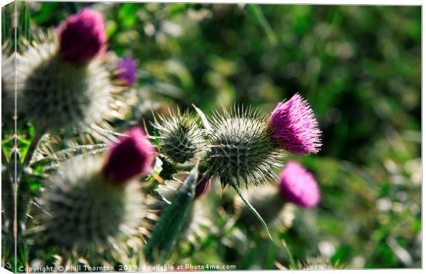 The Scottish Thistle. Canvas Print by Phill Thornton