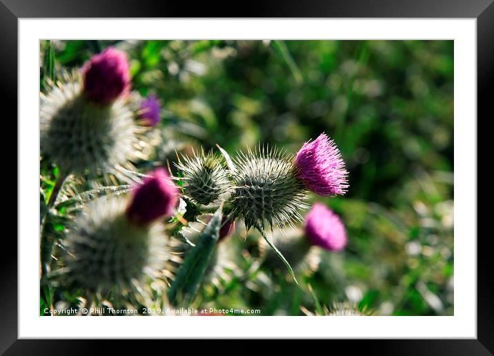 The Scottish Thistle. Framed Mounted Print by Phill Thornton
