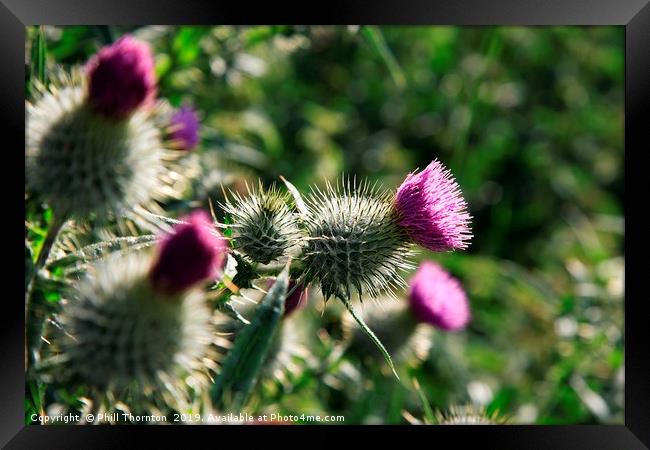 The Scottish Thistle. Framed Print by Phill Thornton