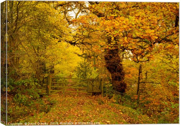 A walk in the autumnal woods Canvas Print by David Oxtaby  ARPS