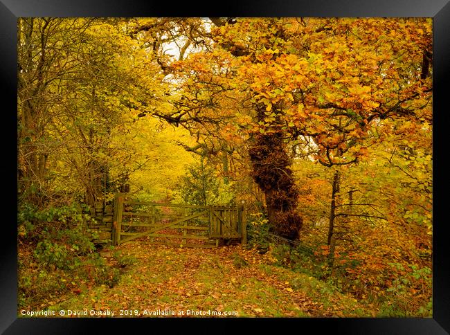 A walk in the autumnal woods Framed Print by David Oxtaby  ARPS