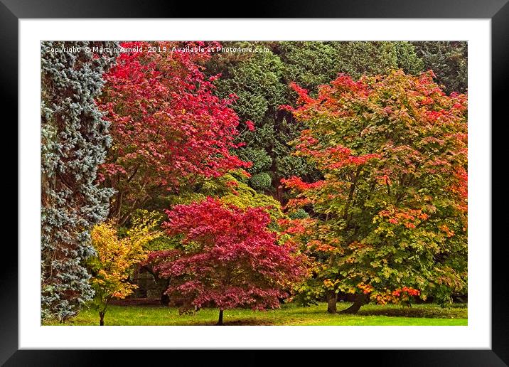 Acer Glade in Autumn Framed Mounted Print by Martyn Arnold