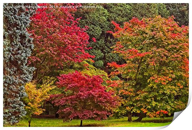 Acer Glade in Autumn Print by Martyn Arnold