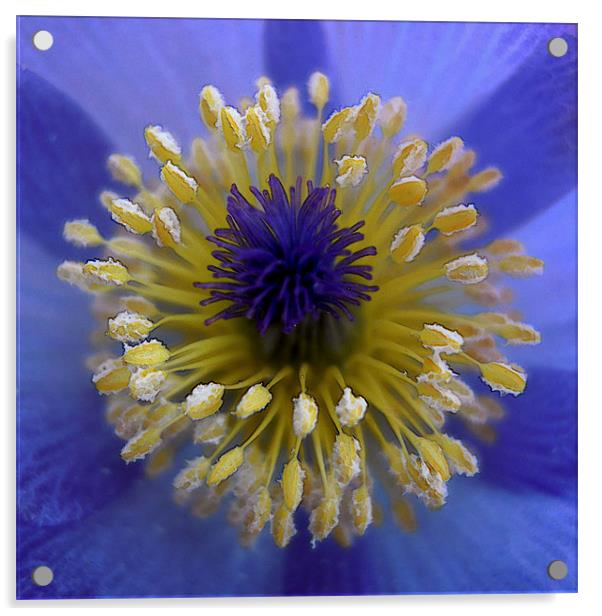 blue halo Acrylic by Heather Newton