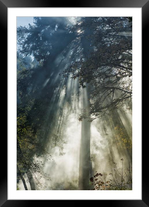 Smoke and Sun Filtered Through a Fir Tree Framed Mounted Print by Belinda Greb