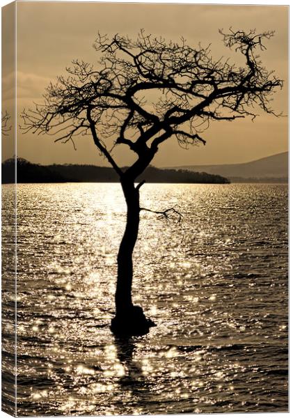 Water Tree Canvas Print by Ronnie Reffin