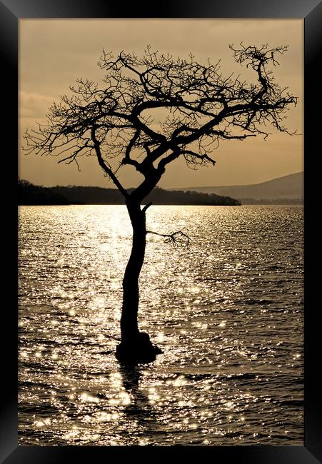 Water Tree Framed Print by Ronnie Reffin